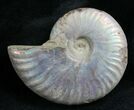 Silver Iridescent Ammonite - Madagascar #7787-1
